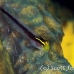 goby_sharknose_bcf_nwp_h_0050_tci0064.jpg